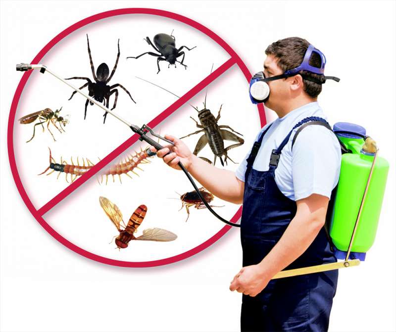 Bee Relocation and Removal